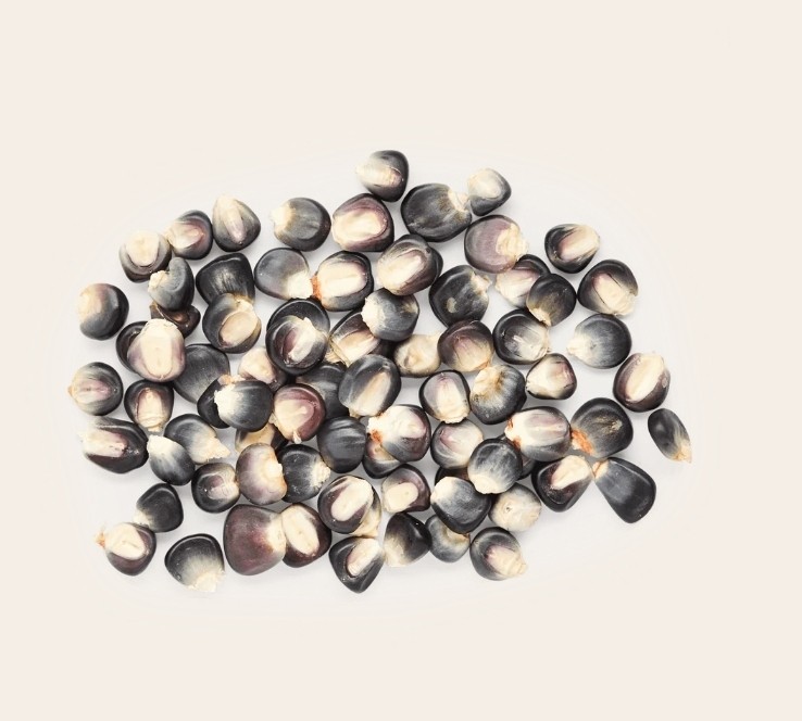 Oaxacan Bolita Azul Corn Seeds (1 lb)) / MEXICAN HEIRLOOM / Non-GMO / RARE