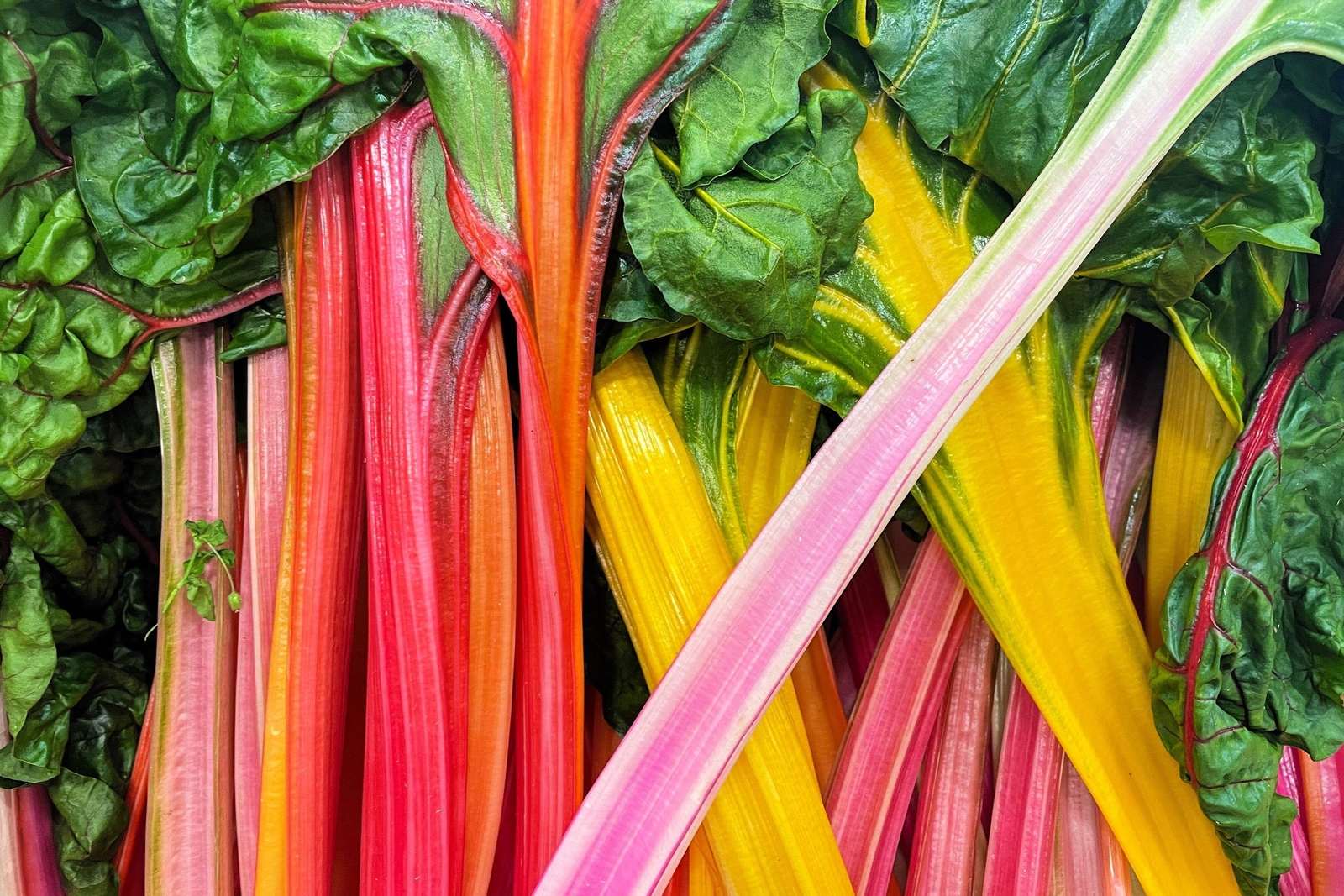 150 Northern Lights Mix SWISS CHARD Perpetual Spinach Beta Vulgaris Greens Seeds