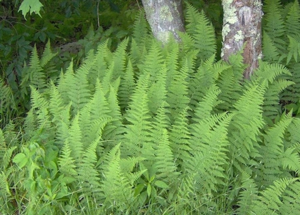 10 Hay Scented Fern Bare-root Dennstaedtia punctilobula