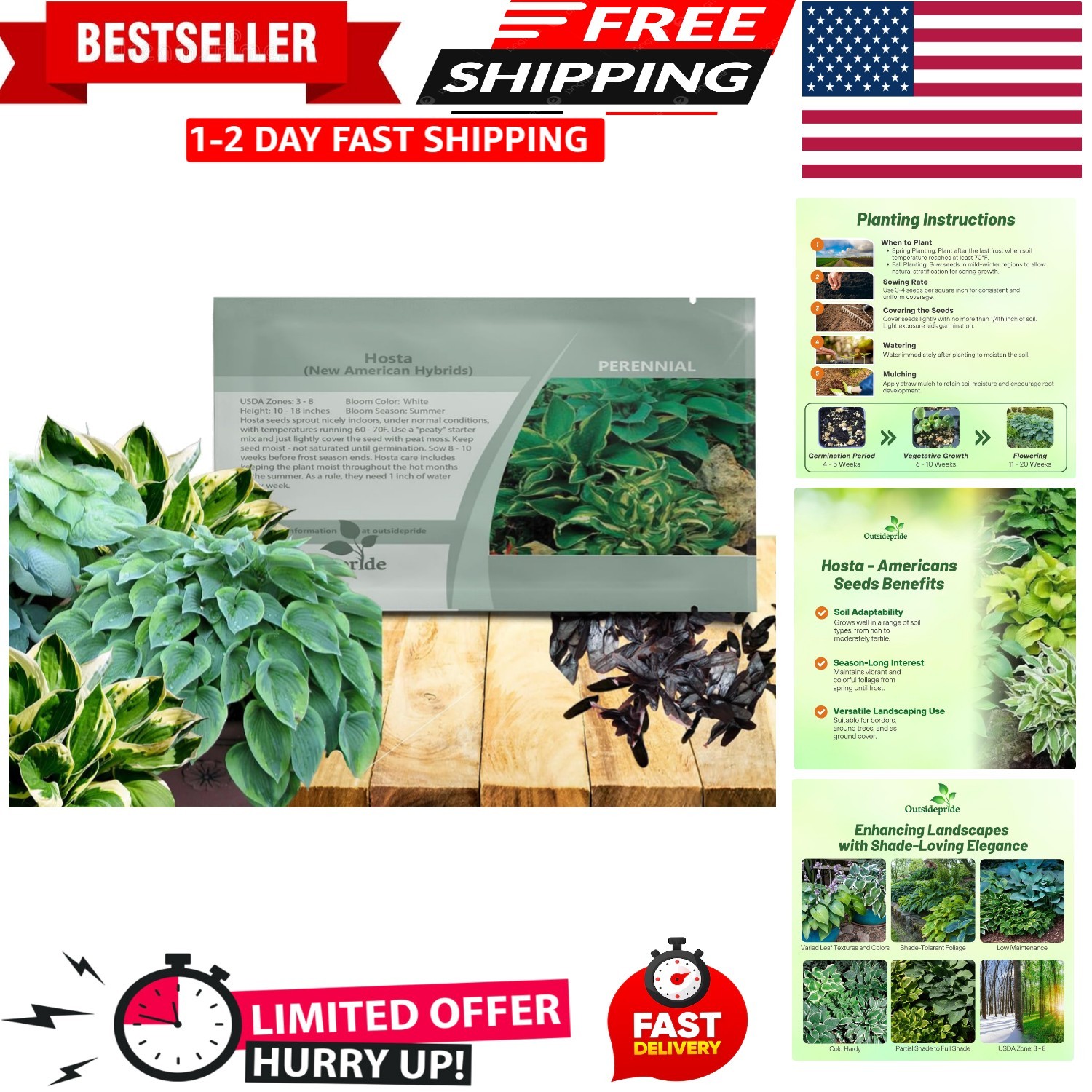 Hosta Seeds – 50 Pcs of Compact Perennials with Rich Foliage Variety for Gardens