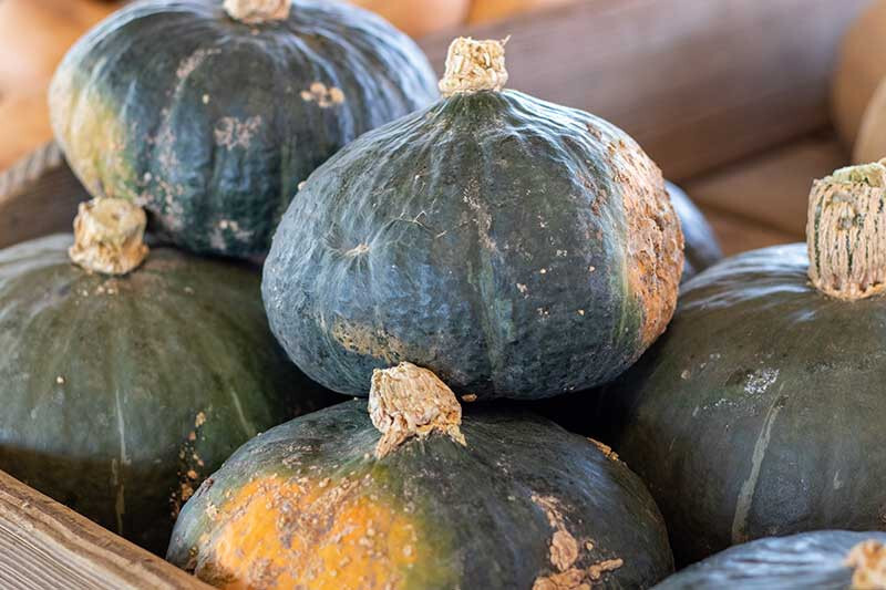 25+ Buttercup Squash Seeds for Garden Planting – USA – FREE SHIPPING!