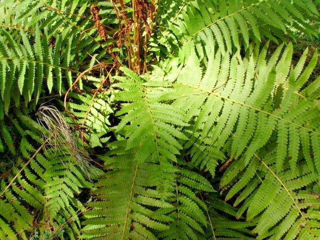 CINNAMON FERN SPORES – Osmundastrum cinnamomeum