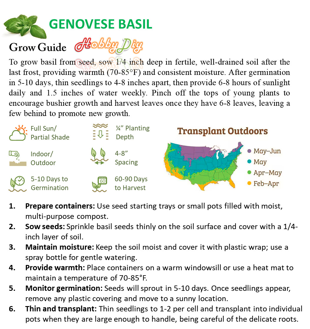 500+ Sweet Basil Italian Genovese Seeds NON-GMO Easy Grow In/Outdoor Hydroponics