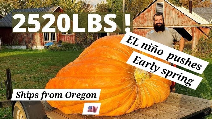 Giant Pumpkin 2023 Batch 7 Seeds Dill’s Atlantic 2495lb WORLD RECORD GENETICS!