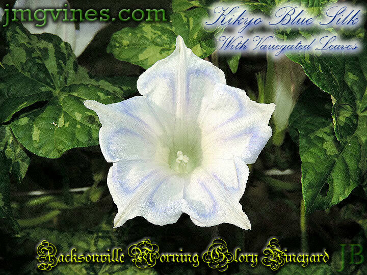 Kikyo Blue Silk with Variegated Green Leaves Japanese Morning Glory 6 Seeds