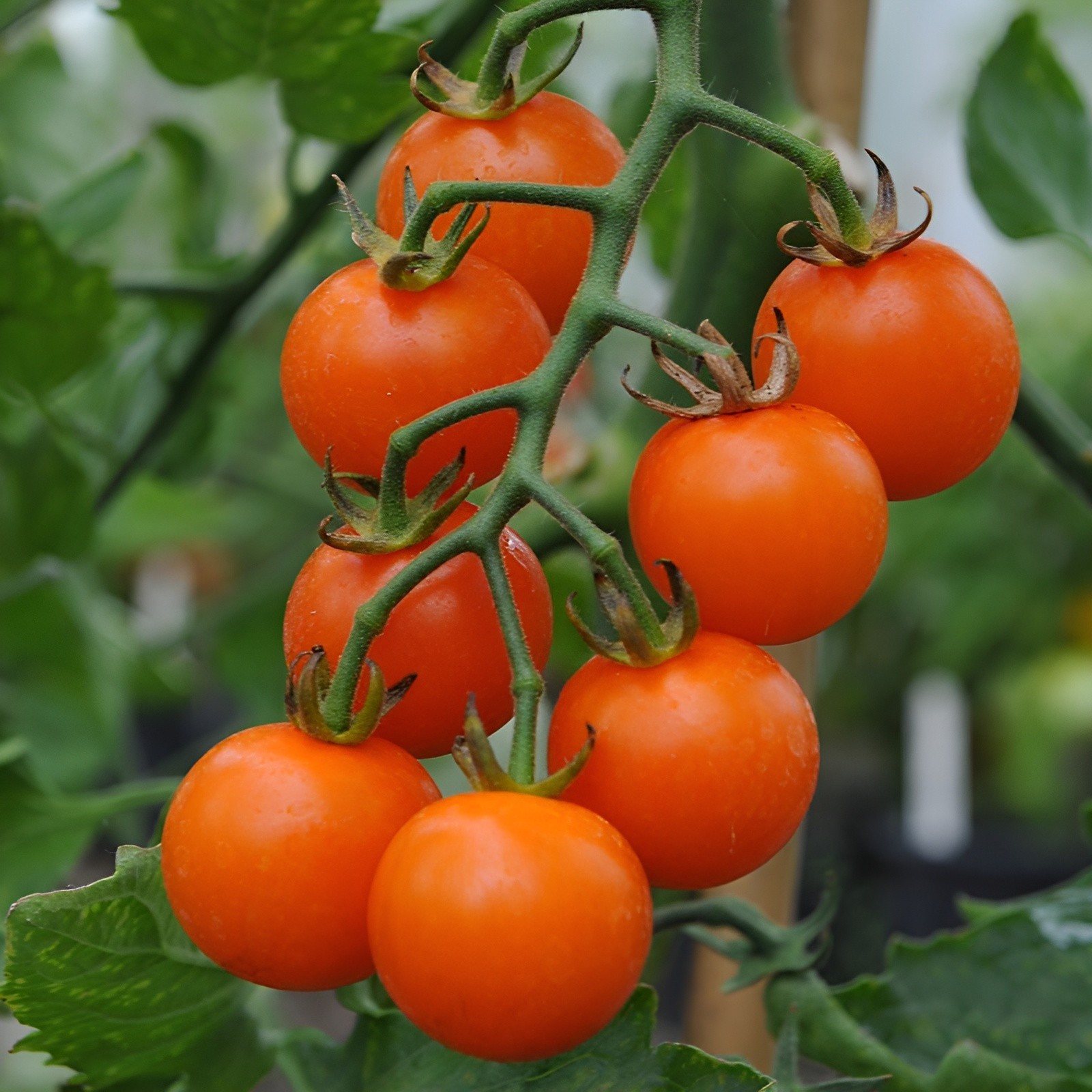100 Heirloom Orange Cherry Tomato Seeds Very Sweet Bite Sized! Indeterminate