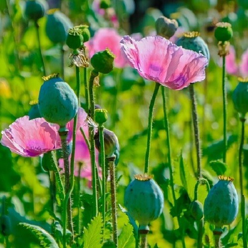 2,500 World’s Largest Giganteum Giant Rattle Poppy Seeds Ready For Planting