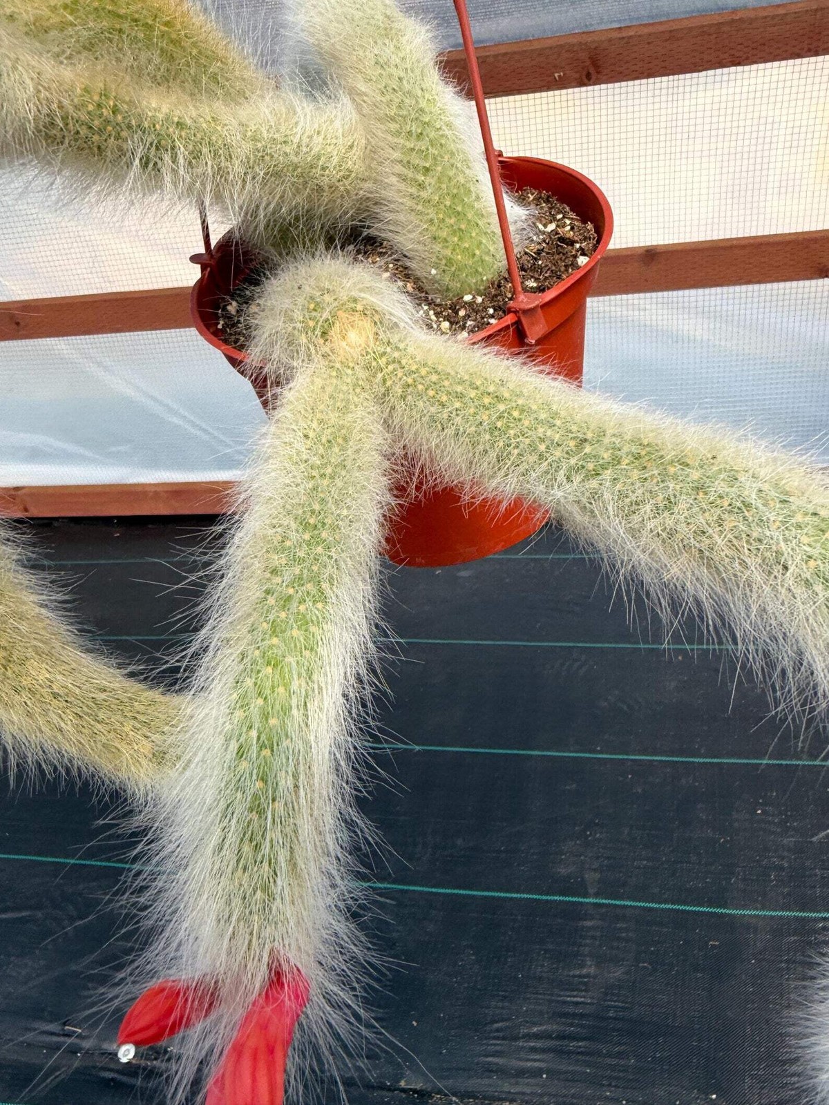 Hairy Monkey Tail Cactus | Rare White‑Hair Clone | Fuzzy Trailing Succulent