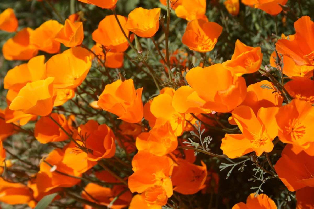 Giant Orange California Poppy Seeds |Cup of Gold Poppies Garden Flower Seed 2024