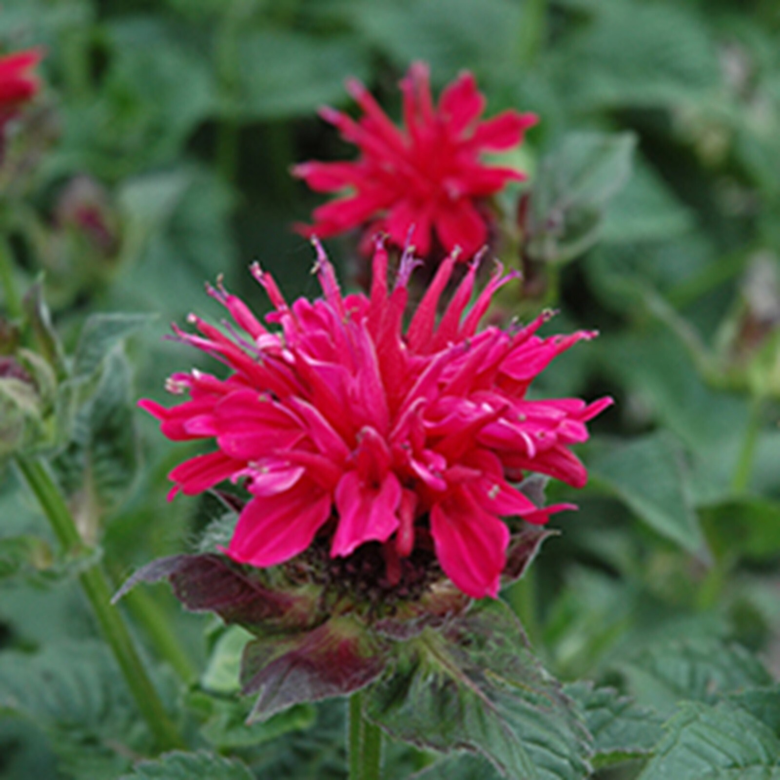 100 Shocking Pink Bee Balm Seeds Flowers Seed Butterflies Bees Hummingbird