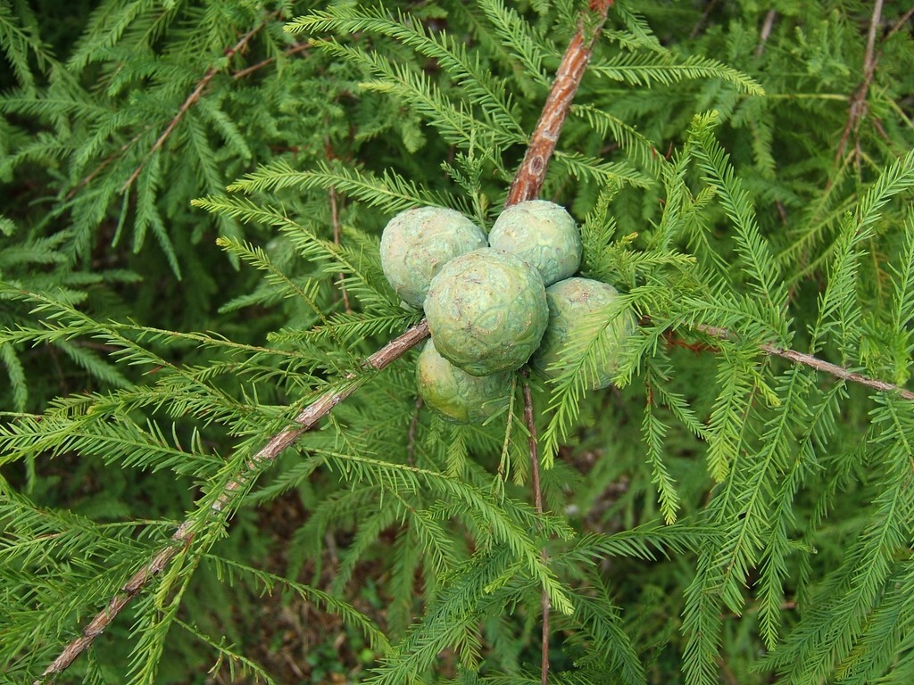 Southern Bald Swamp Cypress Tree Seeds Taxodium distichum Fast Fall Colors Hardy