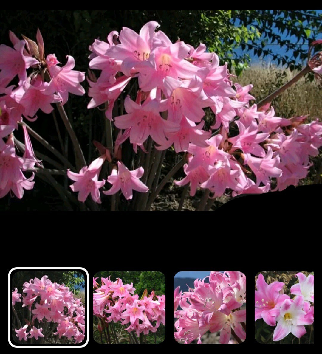 30 Pink Amaryllis Belladonna Naked Ladies Resurrection Lily Bulbs # 10L-15M-5S