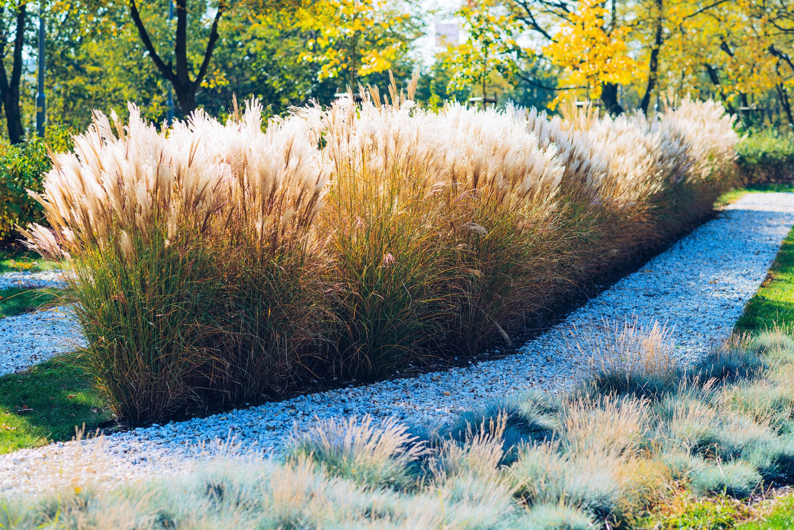 10 SILVER MAIDEN GRASS Miscanthus Sinensis Japanese Pampas Perennial Seeds
