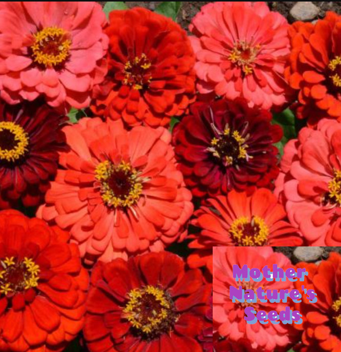 Zinnia BERRY TART MIX Fiery Vibrant Blooms Hummingbirds Butterflies 100+ Seeds!
