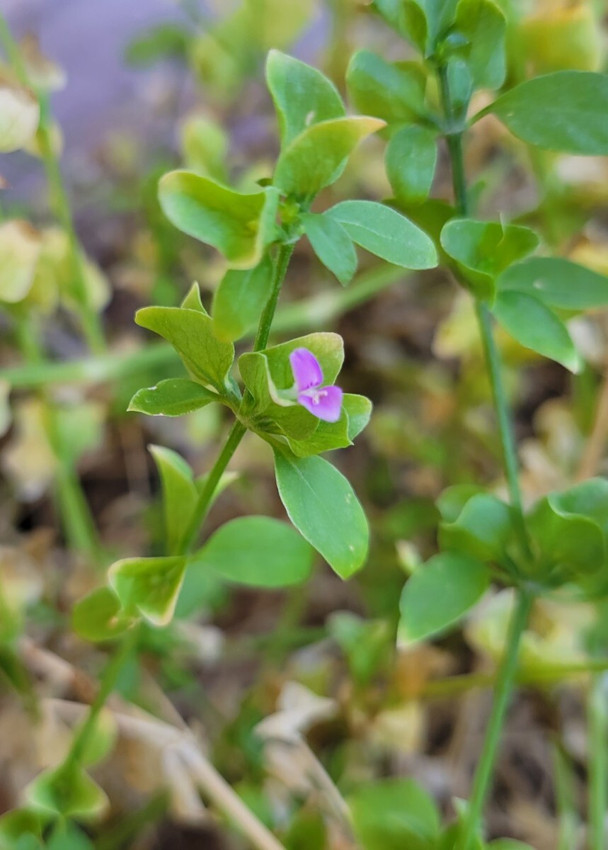 Arizona Foldwing Seeds Dicliptera resupinata Native Desert Plant Purple Flowers