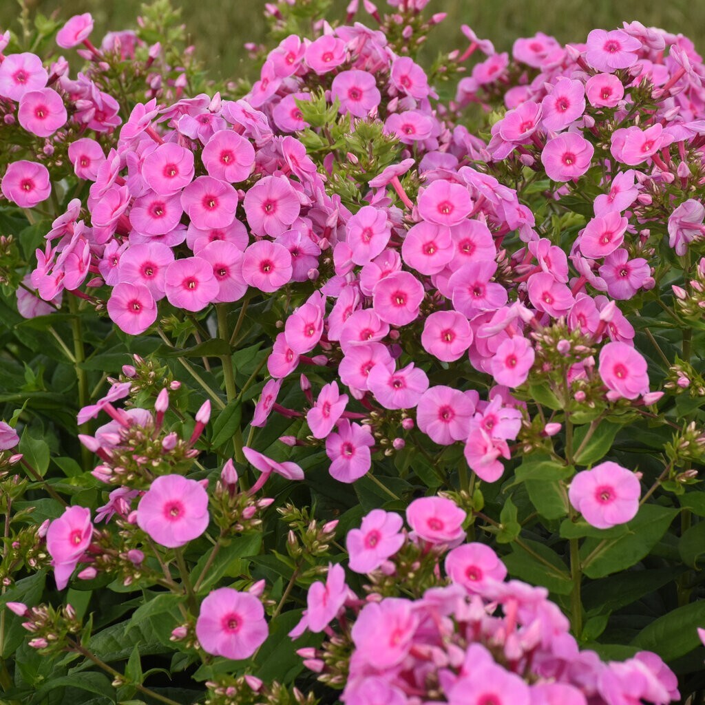 100+ Prismatic Pink Phlox Seeds for Garden Planting – USA – FREE SHIPPING!