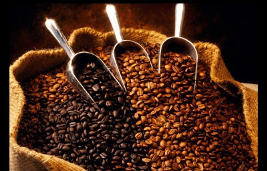 Rwandan Coffee Bean Tree Seeds (25) / Dukunde Kawa Ruli / Extremely RARE