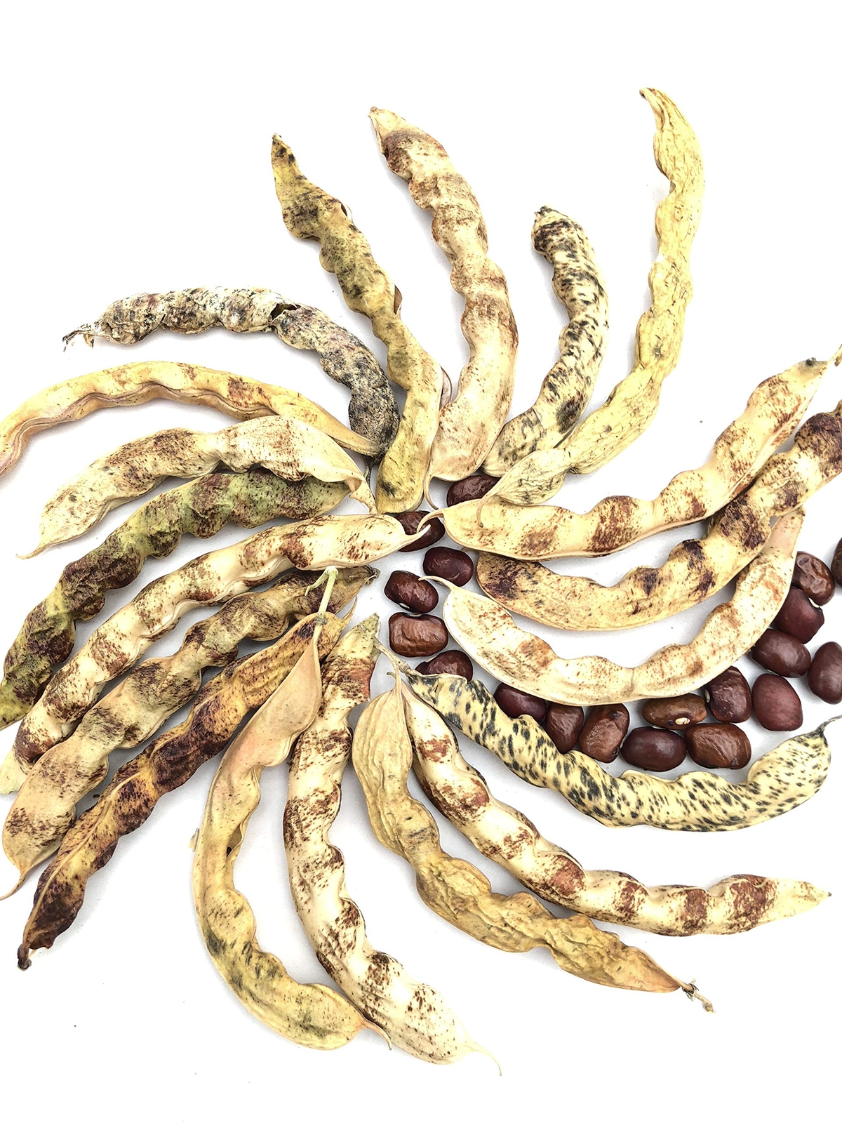 Little Red Cut Short Pole Beans – 200 Seeds
