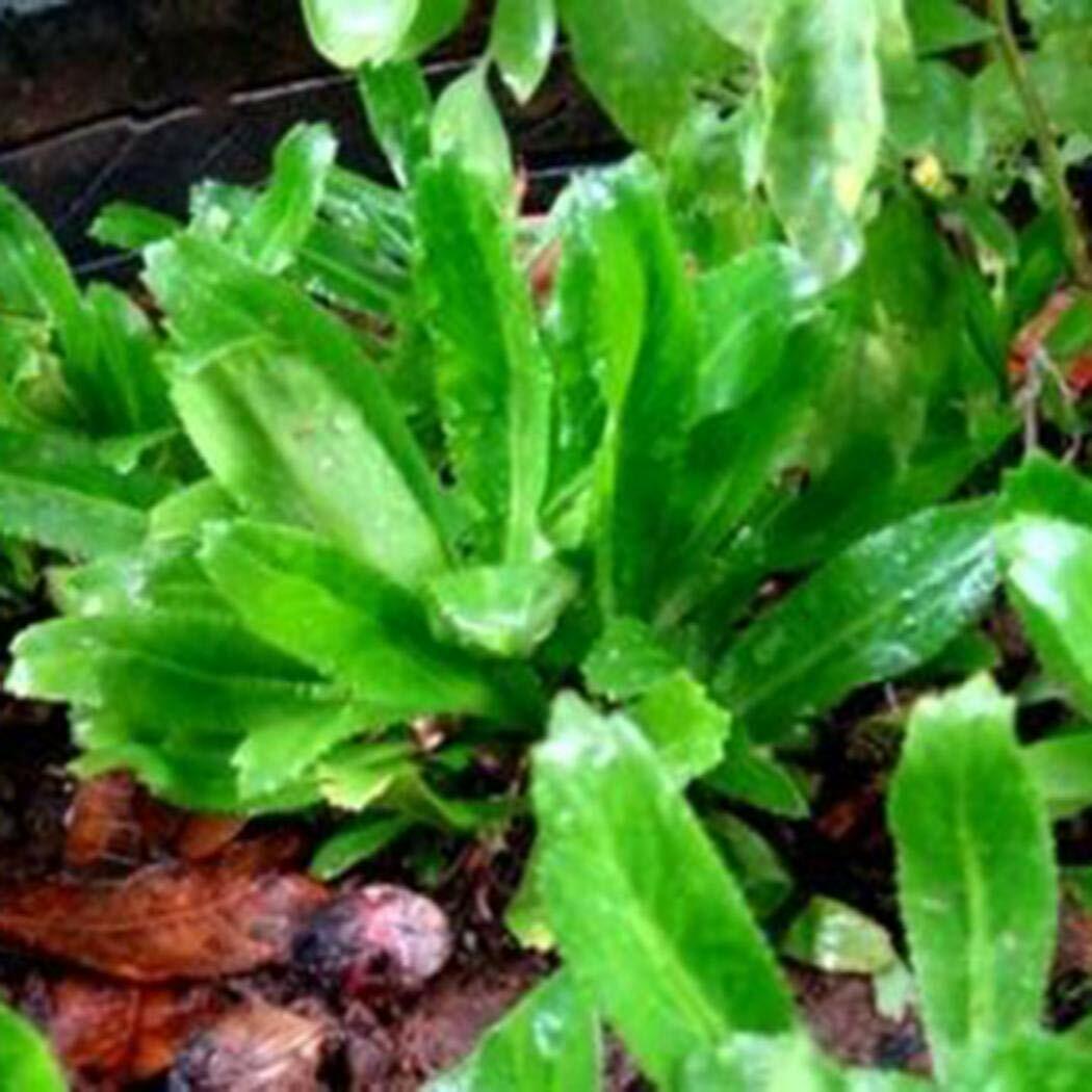 SEMILLAS DE ALCAPATE CILANTRO ANCHO CULANTRO RECAO/ALCAPATE RECAO 200++ SEEDS
