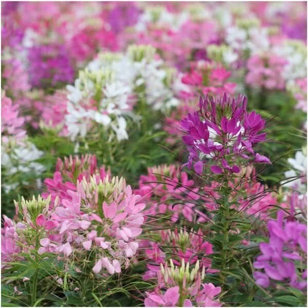 3 – Cleome Seeds For Planting Spider Mixture Cleome Hassleriana 1500 Seeds