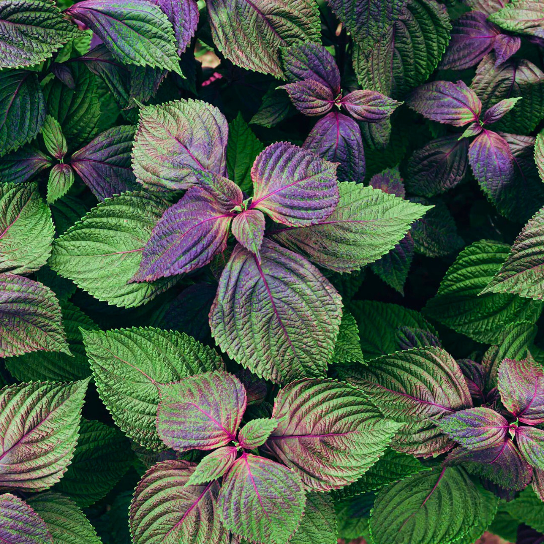 Fresh Purple Shiso Seeds | Zi Su | Kkaennip | Culinary | Herb | Asian Vegetable
