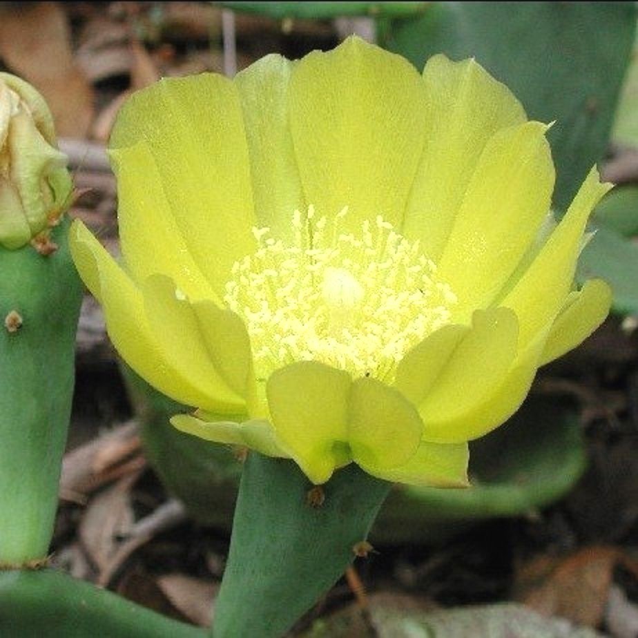 25 CAROLINA PRICKLY PEAR CACTUS SEEDS – Opuntia tunoidea