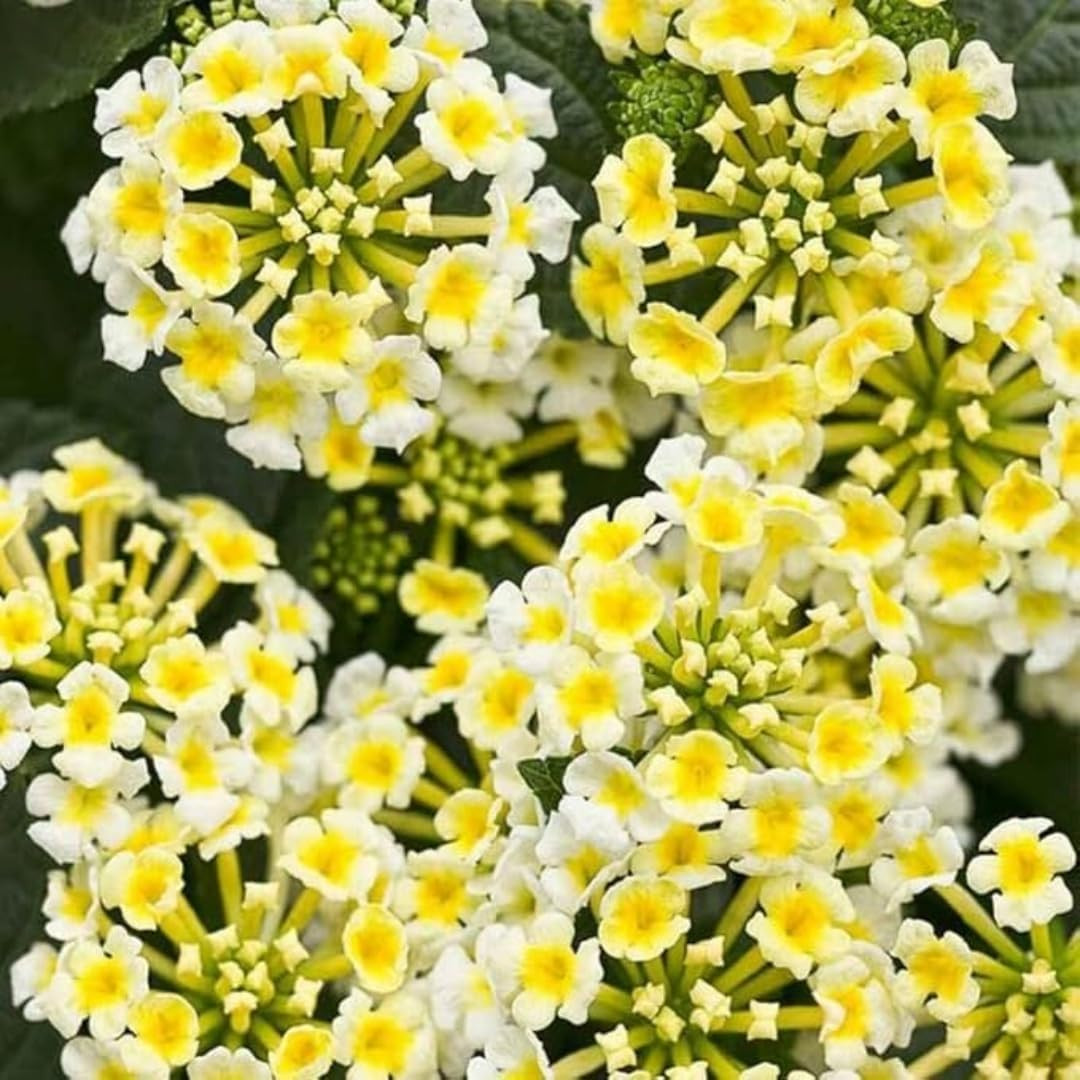 280+ Lantana Camara Mixed Colors Seeds, Non-Gmo, Fragrant Perennial Flower