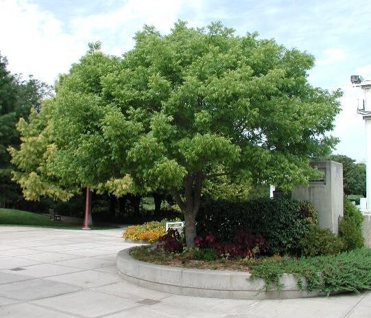 Pistacia Chinensis, Cold Hardy Chinese Bonsai Pistach Shade Tree 500 Seeds