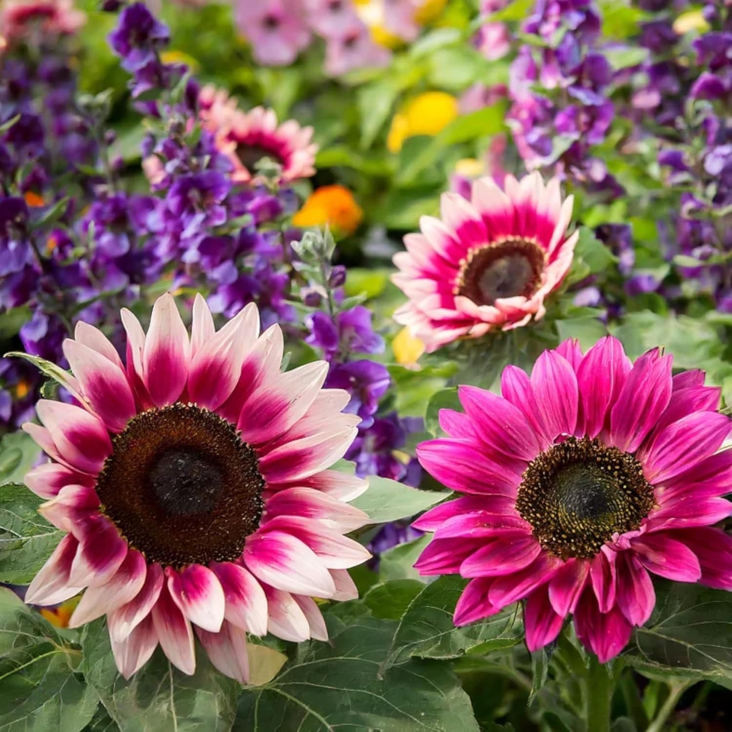 50 pcs Pink Sunflower Seeds Non-GMO Heirloom for Garden Flowers Outdoor