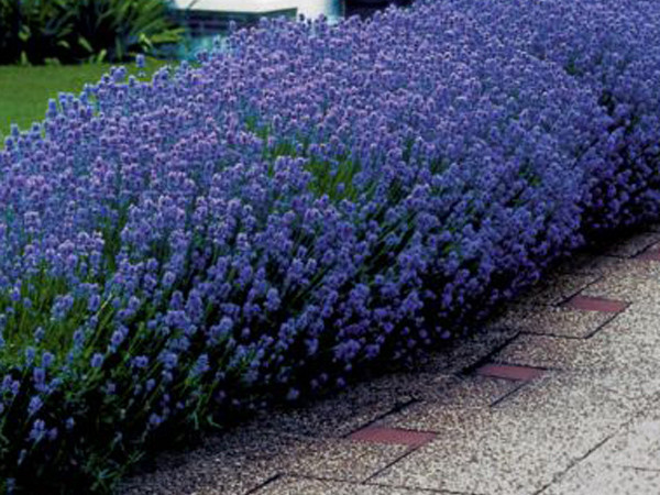 LAVENDER / ENGLISH * SEEDS * FURFUMES * AIR FRESHENERS * DRIED ARRANGEMENTS 50 C