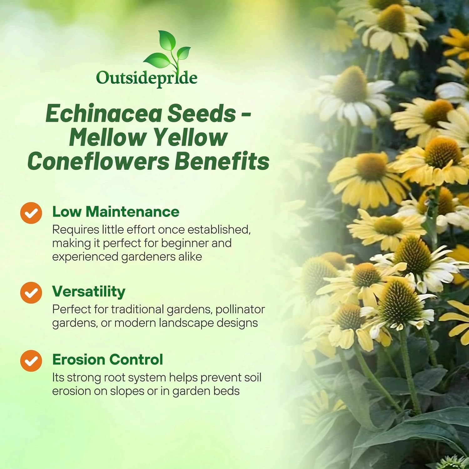50 Seeds Echinacea Purpurea Mellow Yellows Garden Flower Seeds For Xeriscaping