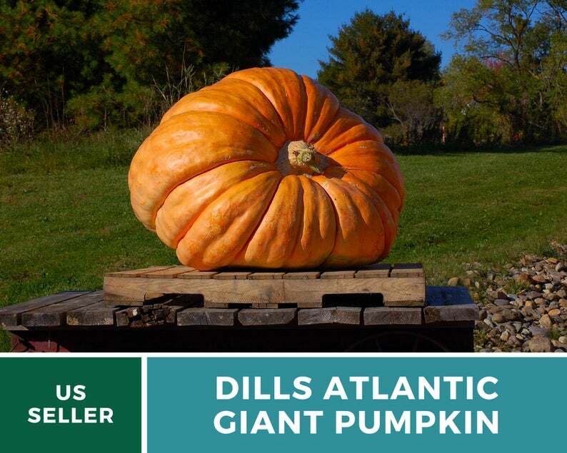 Pumpkin, Dills Atlantic Giant – 5 Seeds – Heirloom – GMO Free (Cucurbita maxima)