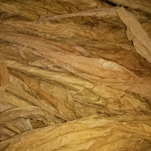 500+ MACEDONIAN PRILEP TOBACCO SEEDS VERY RARE ORIENTAL AROMATIC 2025 CROP