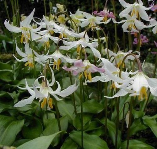 Erythronium elegans | Coast Range Fawn Lily | 5 Seeds
