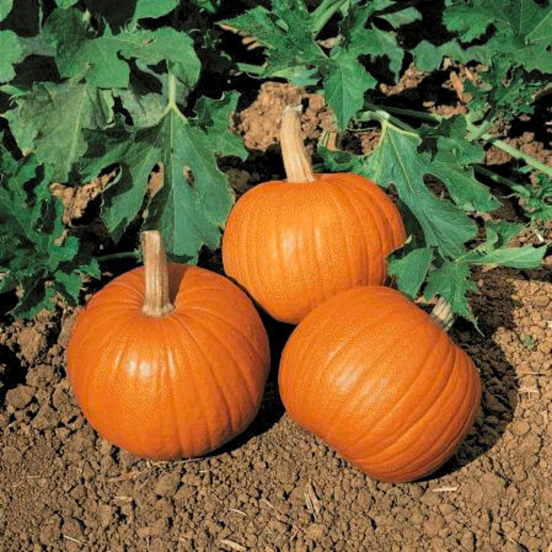 Fresh Small Sugar Pumpkin Seeds | Heirloom Non-GMO | Fresh Vegetable Seeds