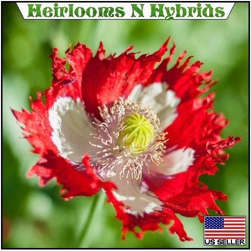5,000 Danish Flag Stratified Poppy Seeds For Planting Huge Beautiful Blooms