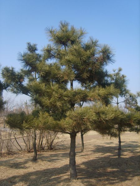 Japanese Black Pine, Pinus thunbergiana, Tree Seeds