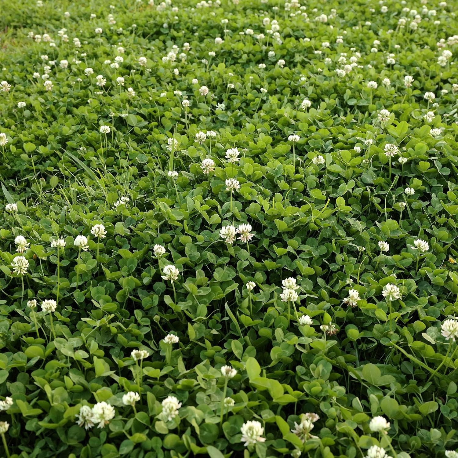 Perennial White Dutch Clover Seed – 2 lbs. Nitrocoated, Inoculated Clover See…