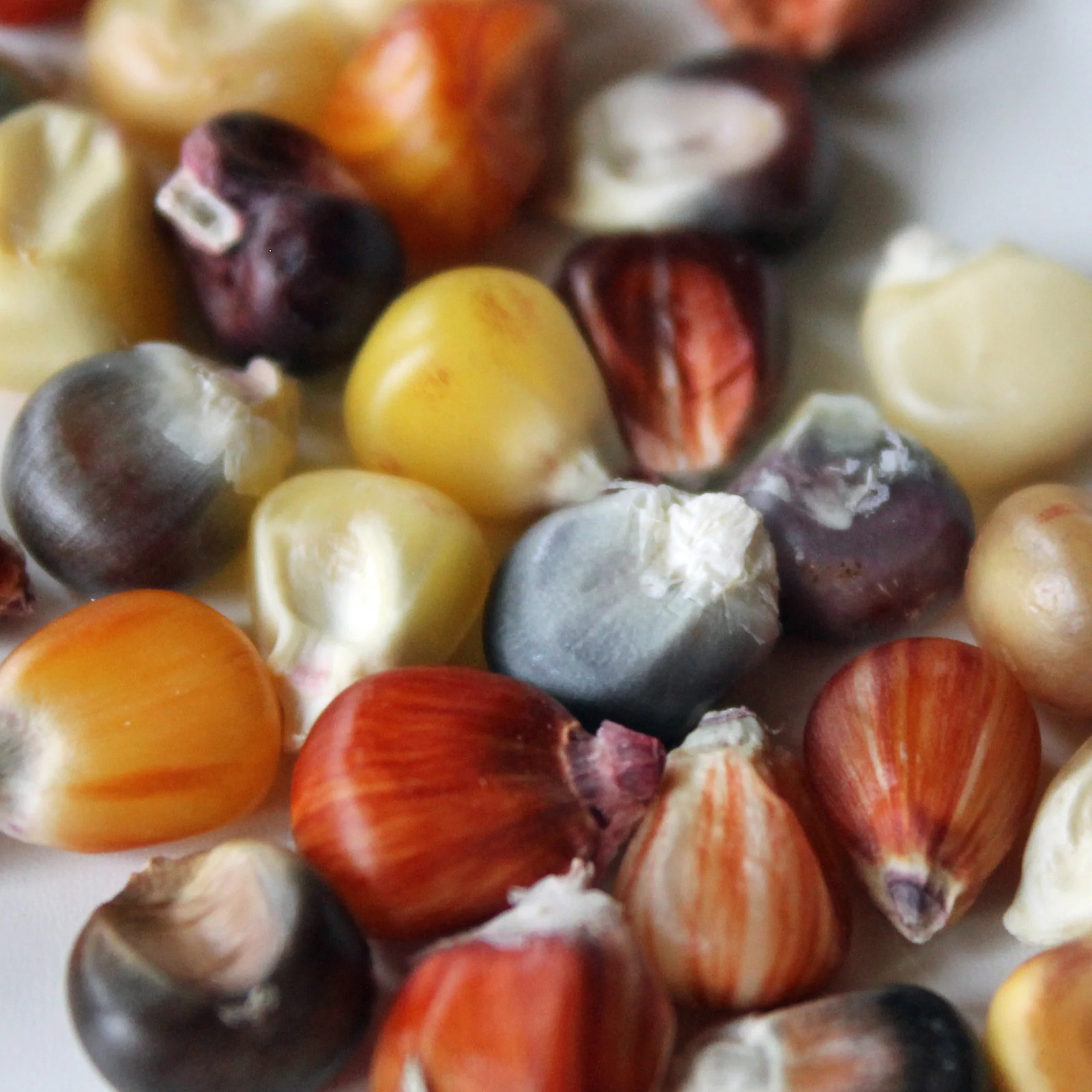 Seneca Red Stalker Ornamental Corn Seeds | Purple Red Husk Dent Indian Seed 2024