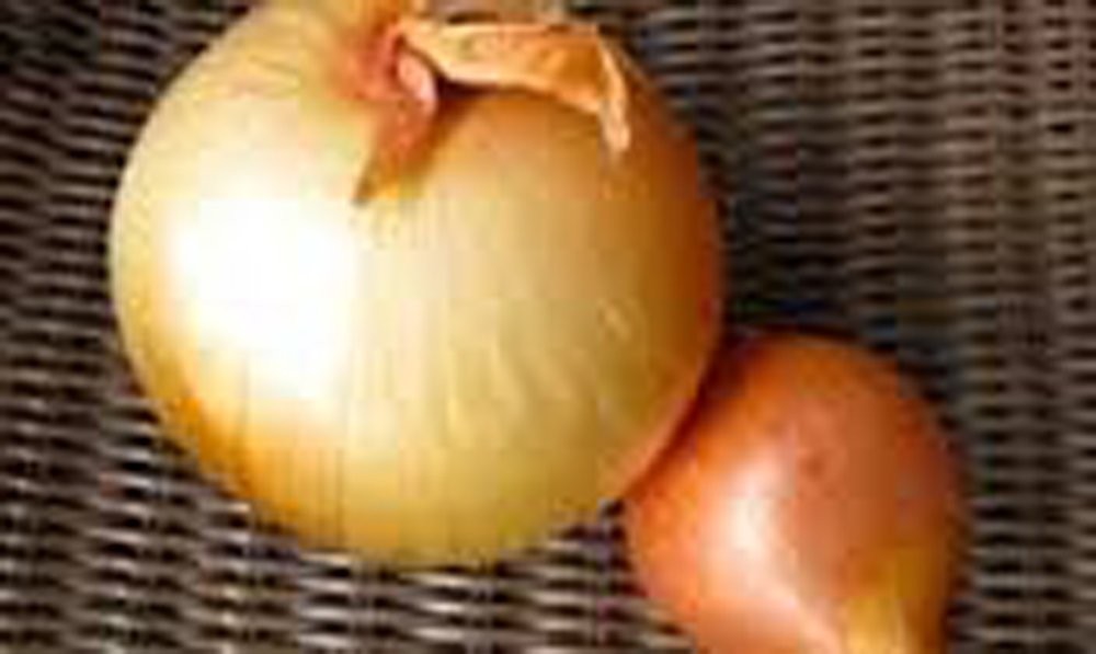 Yellow Spanish Onion Seeds (100 Heirloom Non-GMO Seeds) Mild Jumbo Golden Skin