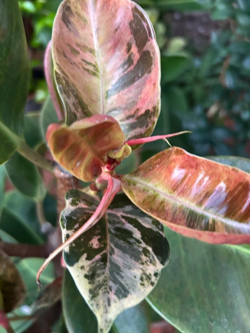 Rare Ficus Shivereana super pink mutant- 3 cuttings, no roots
