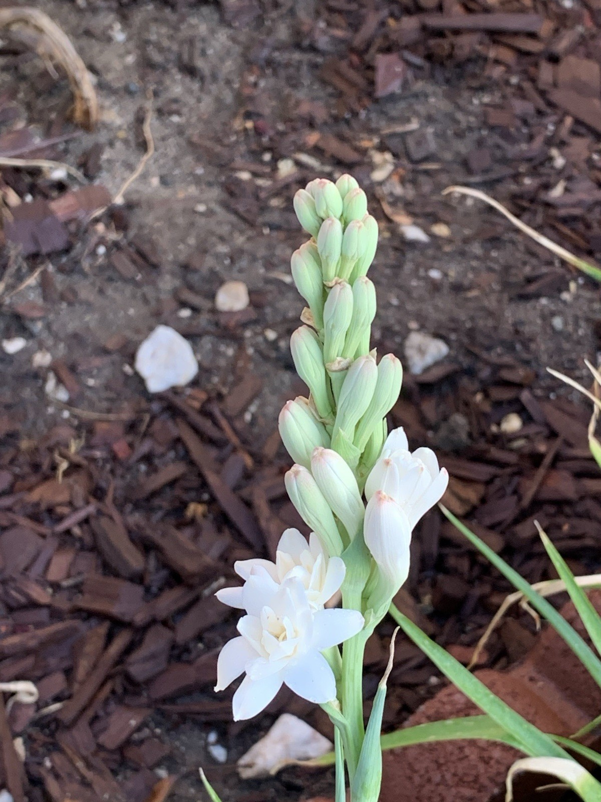 2 Tuberose Fragrance Double Pearl 2 Clump,Bulbs 5+Sz M/L sprouted Ready To Plant