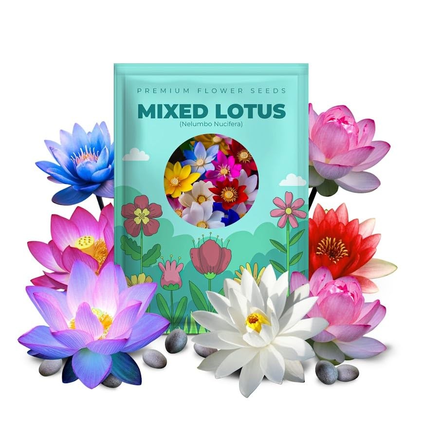 100 Mixed Bowl Lotus Seeds, Aquatic Lotus Seeds for Planting, Bonsai Lotus Fl…