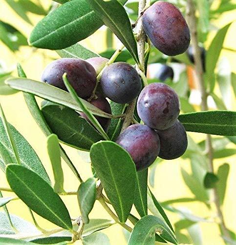 10 CANINO Olive Tree Olea Europaea Canino Edible European Common Green Black Fru