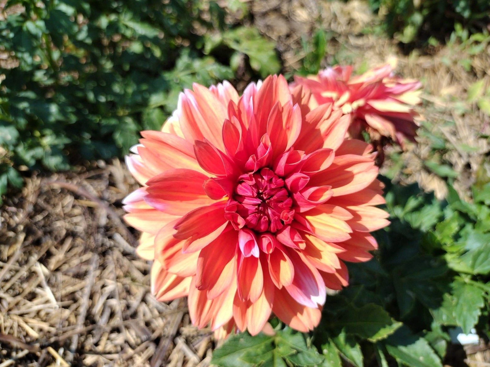 Home Grown Dahlia Flower Tuber Bulb Bundle Lot 10-50 Grower’s Choice Tubers