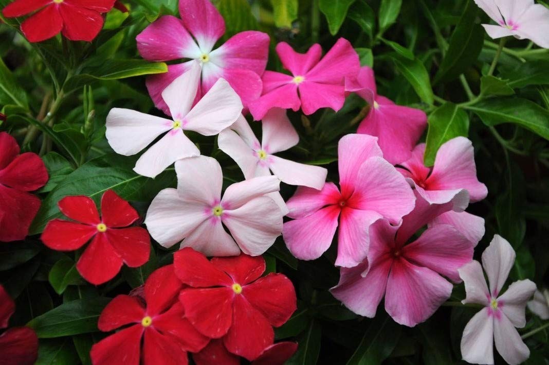 Seeds Periwinkle Vinca Rosea Mix Balcony Perennail Garden Pots Flowers for Pl…