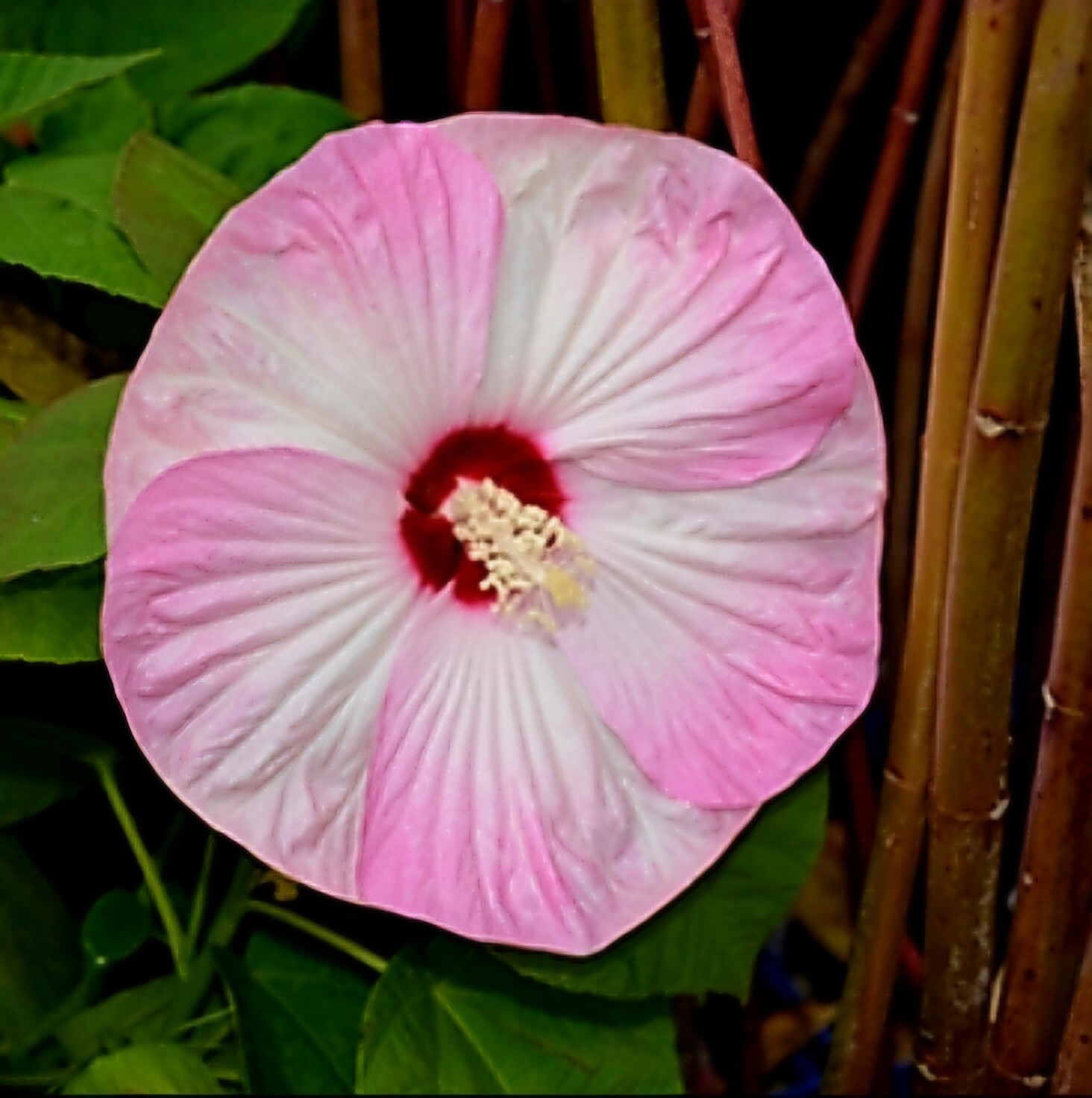 Hardy Hibiscus Luna Pink Swirl 30+ Seeds