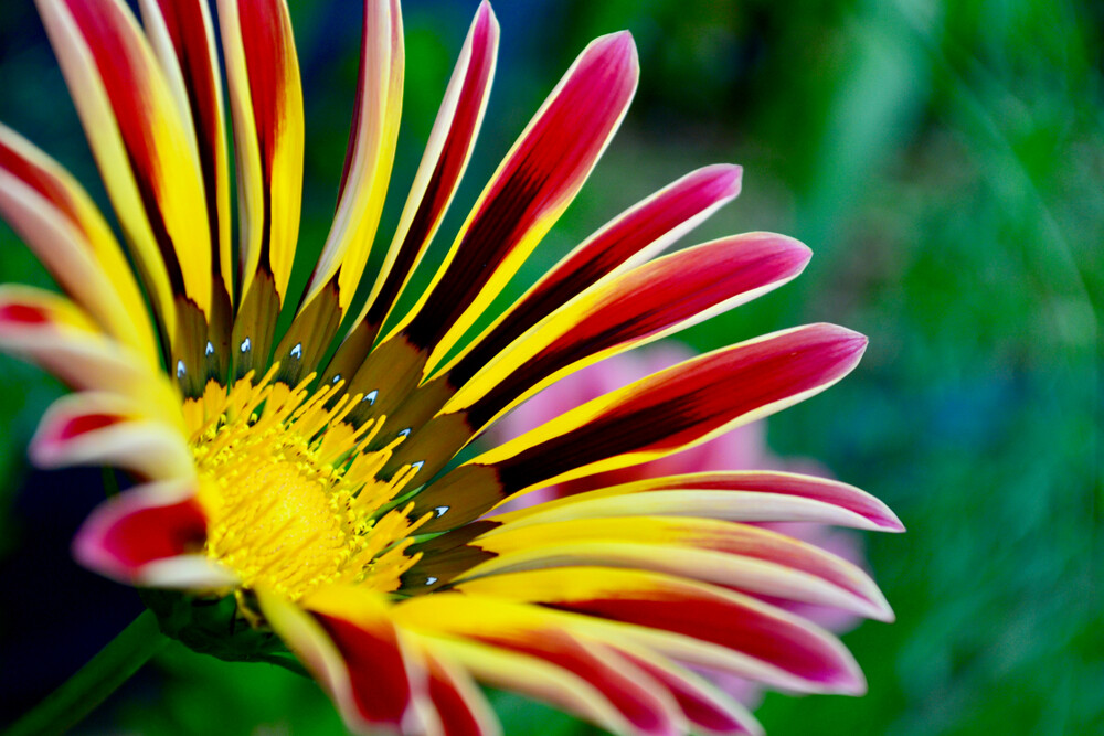 100 Gazania Seeds – Made in USA, Ships from Iowa