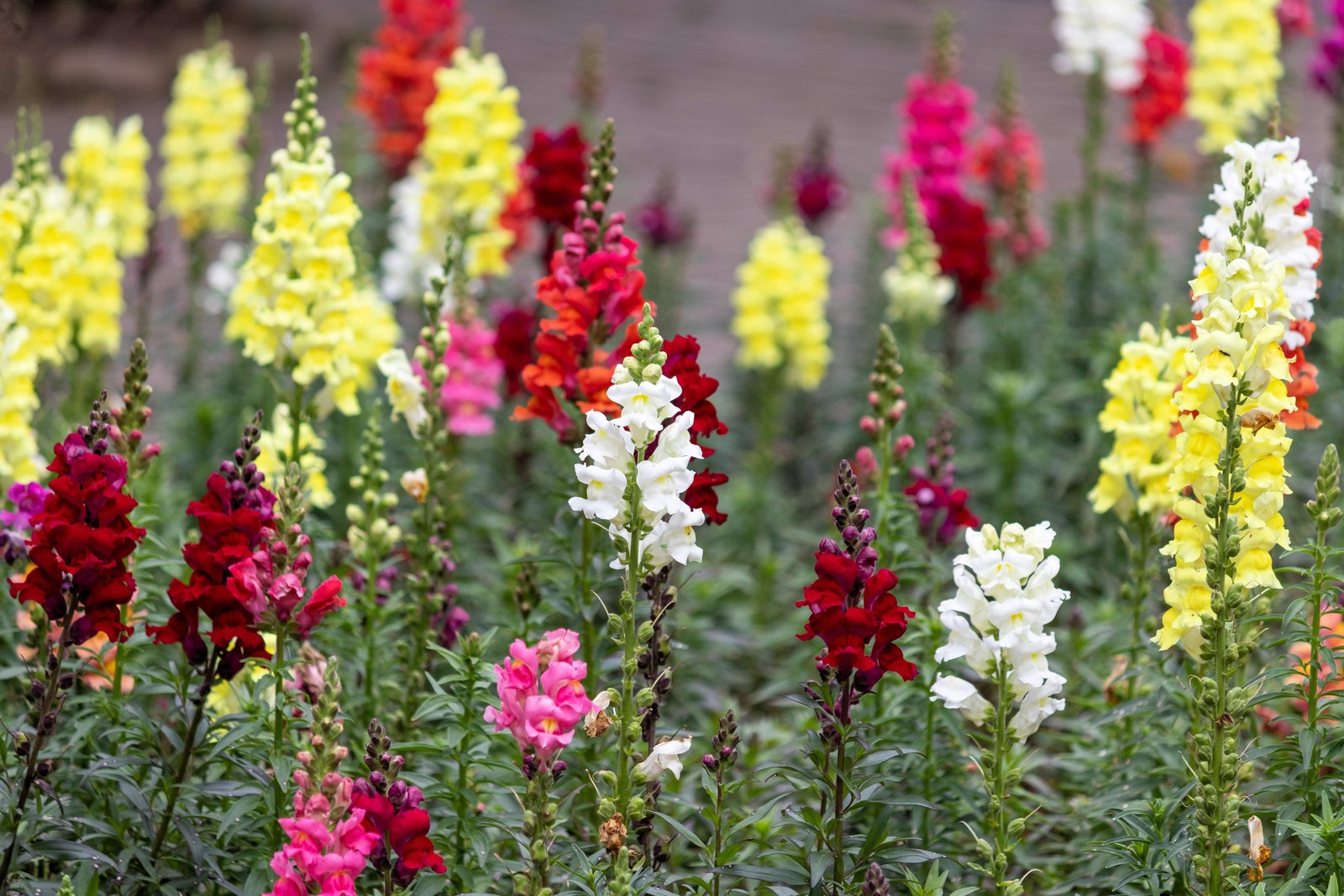 2000 SNAPDRAGON CORONA MIX Antirrhinum Majus Flower Seeds *Flat S/H