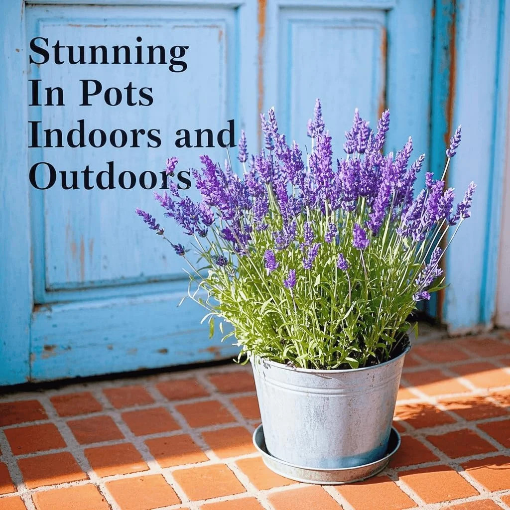 20,000+ Lavender Seeds for Planting Bulk – English Lavender Seeds Indoor & Outdo